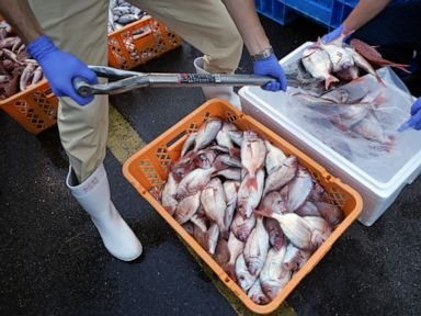 IAEA team gathers marine samples near Fukushima as treated radioactive water is released into sea