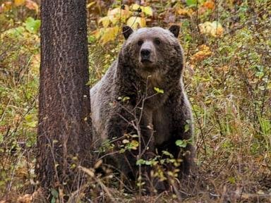 Wildlife conservation groups sue over lack of plan for railroad to reduce grizzly deaths in Montana