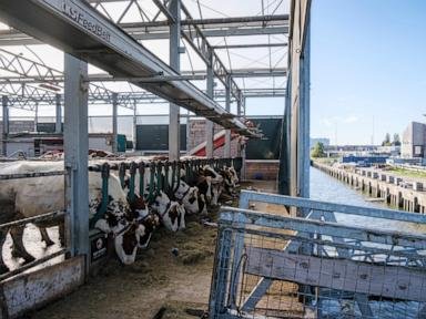 Cows in Rotterdam harbor, seedlings on rafts in India; are floating farms the future?