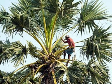 AP PHOTOS: Collecting sap to make palm sugar is an arduous, and less appealing, job for Cambodians