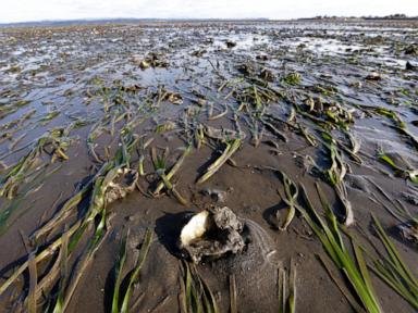 Things to know about FDA warning on paralytic shellfish poisoning in Pacific Northwest