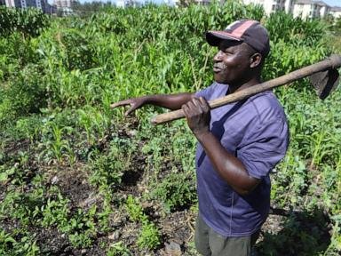 Farmers in Africa say their soil is dying and chemical fertilizers are in part to blame