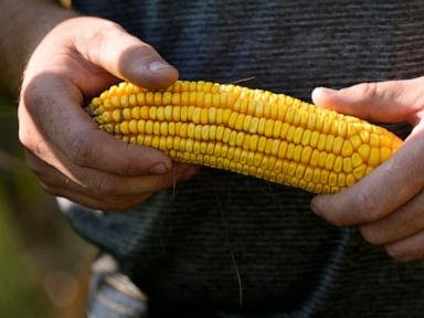 ‘Short corn’ could replace the towering cornfields steamrolled by a changing climate